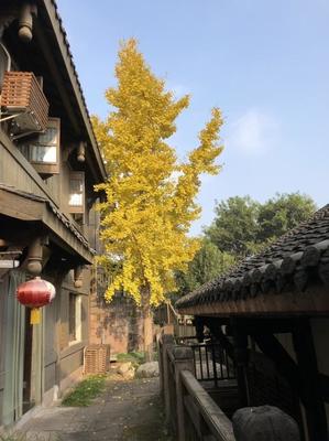 成都周邊隱藏一個(gè)4A級(jí)古鎮(zhèn),門票0元,在山水之間,正越來越火